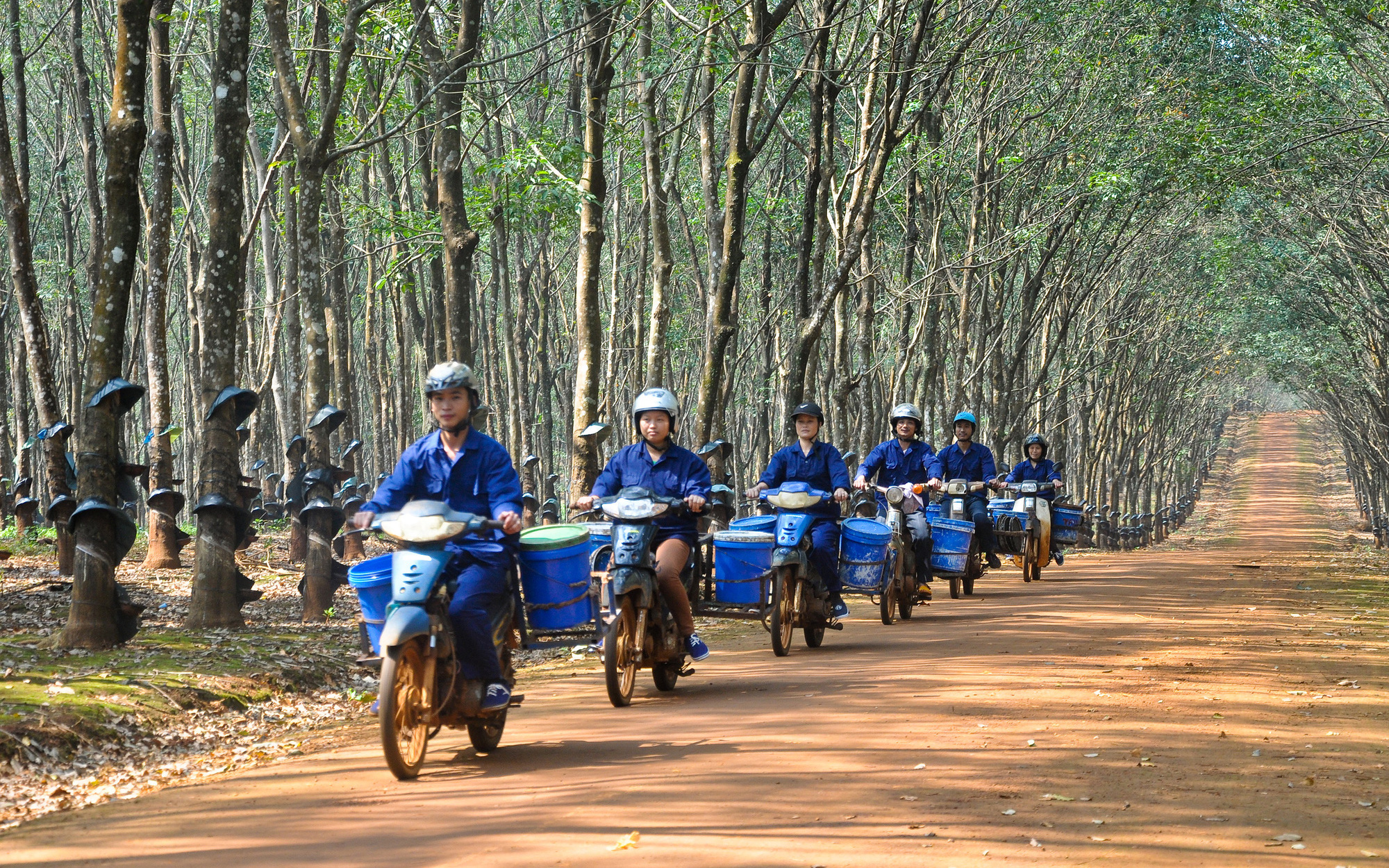 Giá cao su tại các sàn chủ chốt tăng bất chấp dự báo mới bất ngờ về sản lượng 